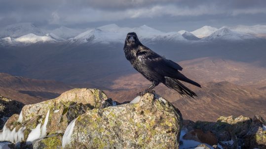 Peak birdwatching season in the Highlands